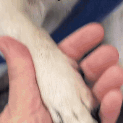 ClippyPaws™ – Klipp klor utan risk eller stress